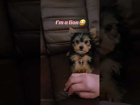 #yorkie #puppy #12weeksyorkie #rosie