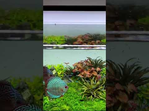 Very clean Discus Planted Tank with friendly tankmates