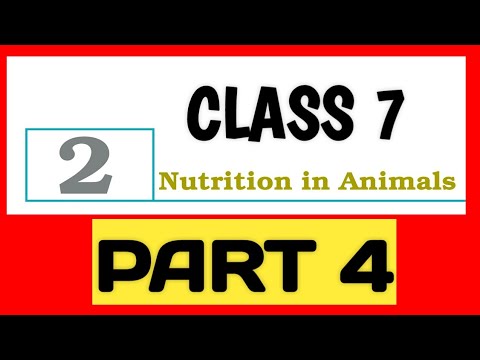 Nutrition in Animals class 7 Part-4 Ncert Chapter-2