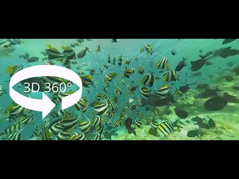 SCUBA MALDIVES 360° 3D VR Underwater