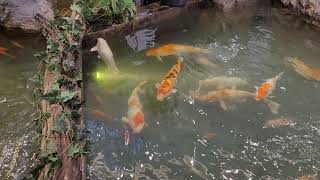 Huge Fishes inside the shopping Mall, The Mall Bangkapi