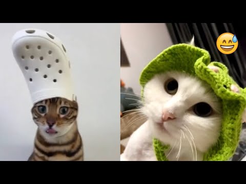 You Laugh You Lose😜 New Funny Cats Video 😹 Funniest Dogs and Cats 2025😼🐶part30