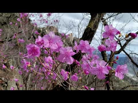 도봉산 진달래