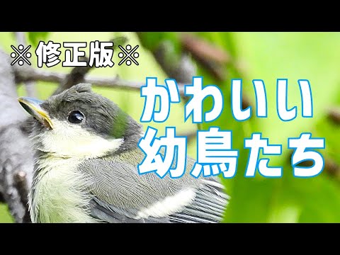 小鳥の幼鳥 7選（※修正版※）