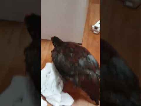목욕후엔 드라이한닭 🐓