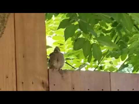 Baby Robin