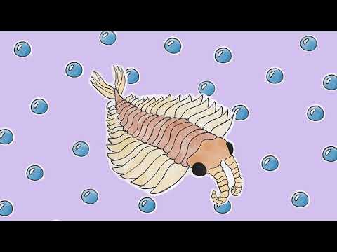 anomalocaris !! music for cambrian animals