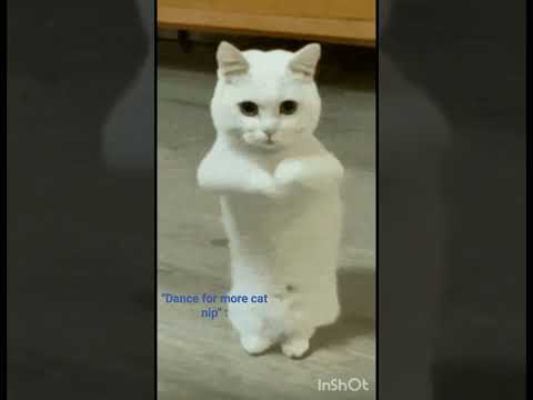 catnip cat learns English for more catnip🤝#cats #music #dance