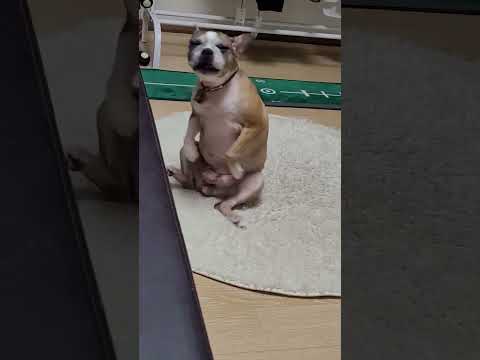 팡이의 아침 댄스 #팡이맘#보스턴테리어