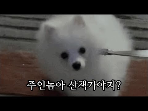 Vlog|팔자로그|산책하는데 2시간 걸리는 개
