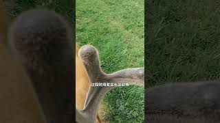 驼鹿的鹿角脱落过程