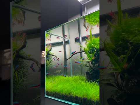 Wow what a beautiful aquascape 🔥🙌