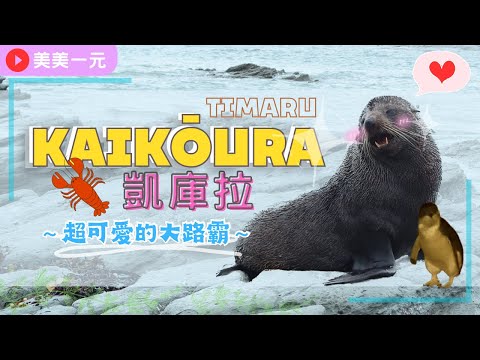 【紐西蘭南島Vlog】凱庫拉Kaikōura 遇上大路霸！超萌海獅戲很多！在路邊攤吃當日現撈大龍蝦？！蒂瑪魯Timaru 看到企鵝寶寶～超幸運！｜美美一元 New Zealand