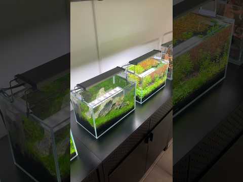 Still building the nano gallery #aquascape #aquascaping #aquarium #plantedaquarium #plantedtank