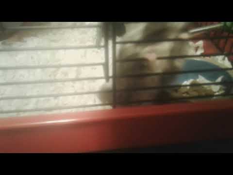 My hamster getting bothered