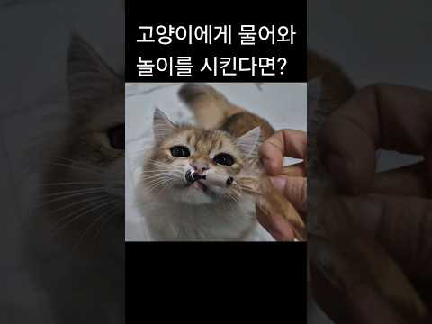 웃긴 고양이 #개냥이 #브리티쉬