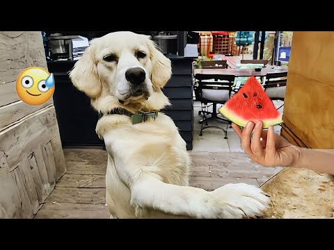 The Best FUNNY ANIMALS VIDEOS of All Time 🤣 Ultra Funny CATS and DOGS videos 2024 #part 32
