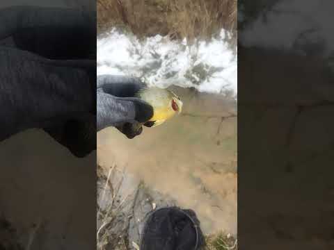 Catching a fish and putting it in a puddle