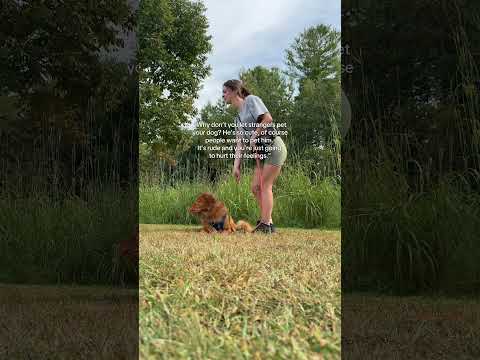 Not my problem #notmyproblem #toller #dogtraining #dogmom #adventuredog