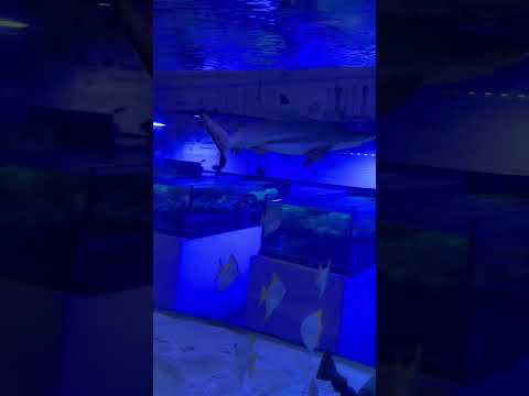 BLACK TIP REEF SHARK AQUARIUM! #shorts #shark #petshark