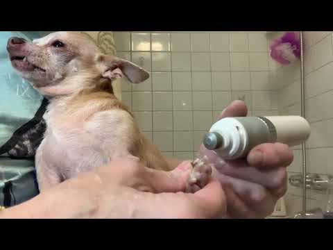 clip your dogs nails the fast and easy way !!!