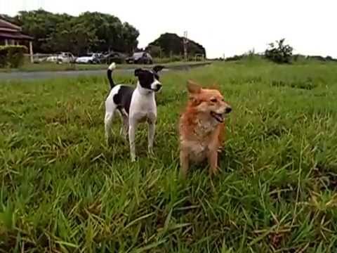 Chiquita "Pirulito" in Love com o El Captain ..... "Peagarrosso"