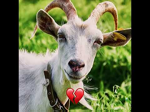Goat 💔❤️‍🩹