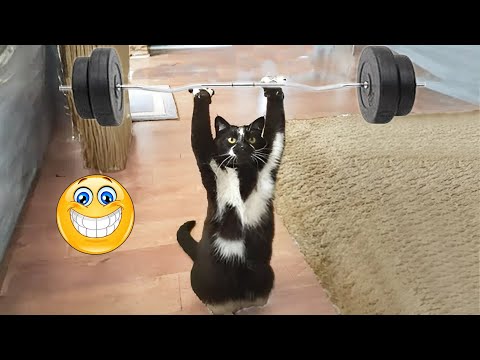 New Funny Animals 😂 Funniest Cats and Dogs Videos 😺🐶 2024 part1