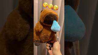 Capybara ❤️❤️❤️#lovely #pets #buddy #cute #animal #amazing  #capivara #kapibara 🦫🦫🦫