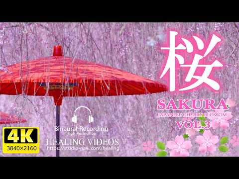 [Healing] Japanese cherry blossoms (A cherry blossom-colored breeze wraps around your heart)