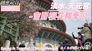 吉野櫻絢爛綻放 | 2025天元宮吉野櫻花季