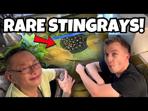MASTER STINGRAY BREEDER EXPOSED! EXTREMELY RARE FISH!