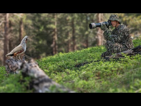 I Tracked Down the Rarest Bird in the Forest