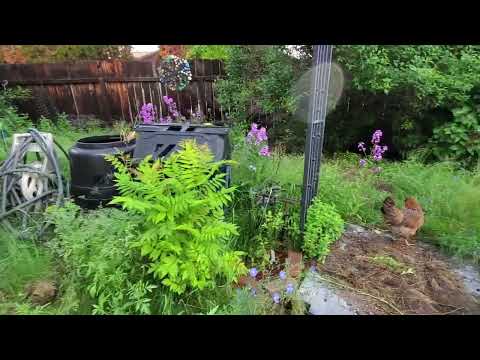 Montana Garden: June 12, 2023