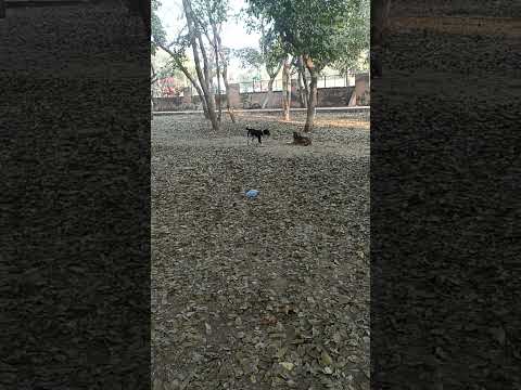 # trenMasti tym stray dogs