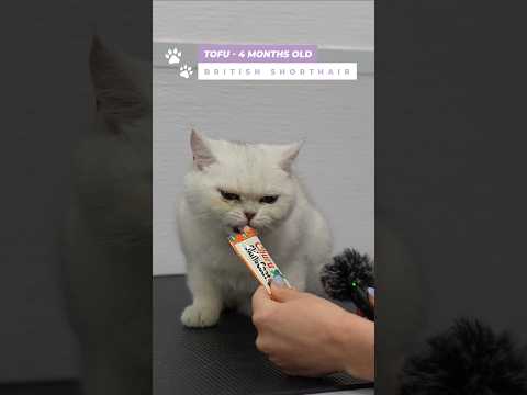 I'm obsessed with this kitten 🥹