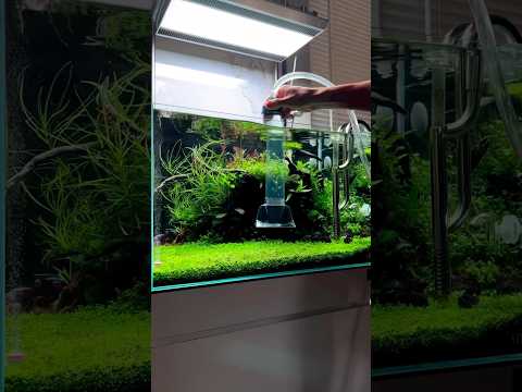 Let’s kick it into high gear and get this aquascape to perfection #shorts