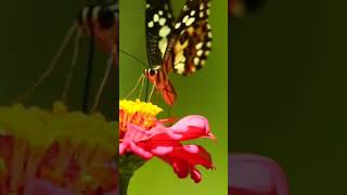 😌💕#feelthenature #feelthemusic #naturelovers #relaxingmusic #closeyoureye &feel#youtbeshorts 💕😌