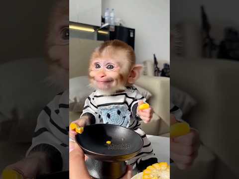 A cute baby monkey eating deliciously😍
