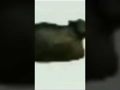 #funny 廢片