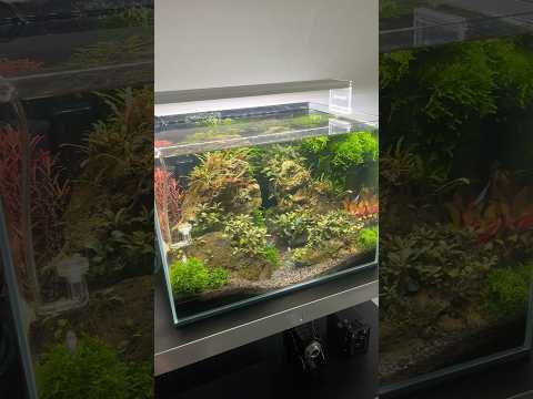 Slowly making progress #aquascape #aquarium #aquascaping #plantedtank #plantedaquarium #fishtank