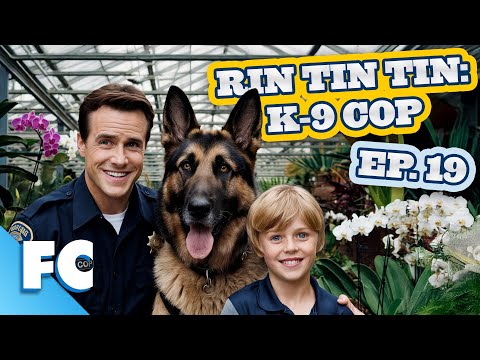 Rin Tin Tin: K9 Cop | Season 1 Episode 19: The Orchid and the Lady | Full Free HD Dog Comedy TV Show
