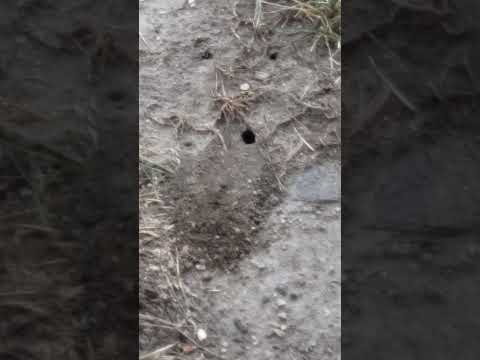 What is it? nasty home builder tunnel from China