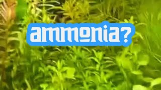 DO NOT TEST YOUR WATER in Natural Aquariums!