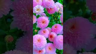 #deephealingmusic #vibes #goodvibe #beautiful #flower #love #happyvibes