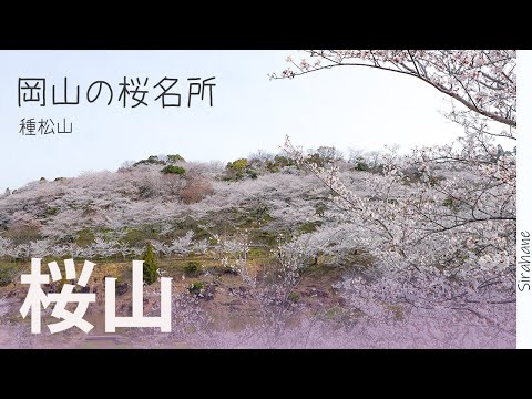 A relaxing holiday surrounded by cherry blossoms. The mountain is covered with cherry blossoms, c...