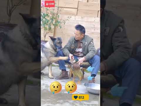dogs  humanity 💓