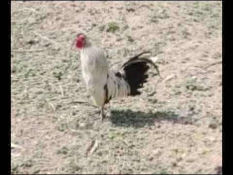 Mini rooster crow
