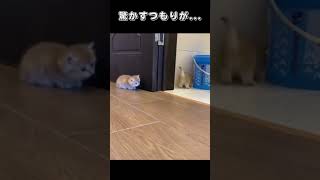 驚かすつもりが･･･#Shorts