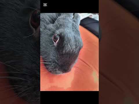 rabbit edit pt5 #rabbit #animallover #animaledit #funny #memes #trending